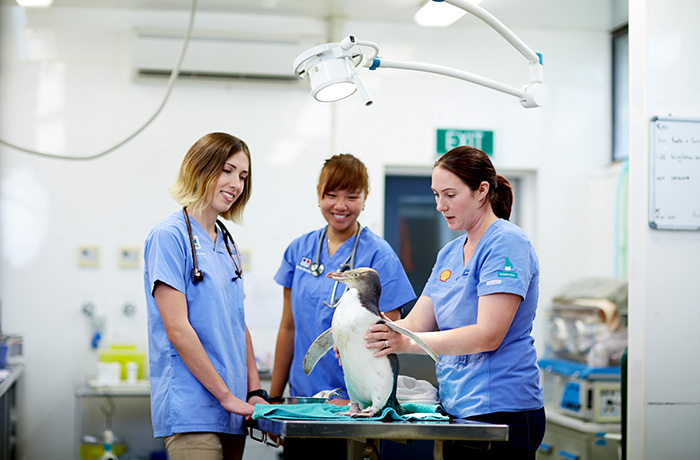 phd tai 8 dh lon nhat new zealand massey