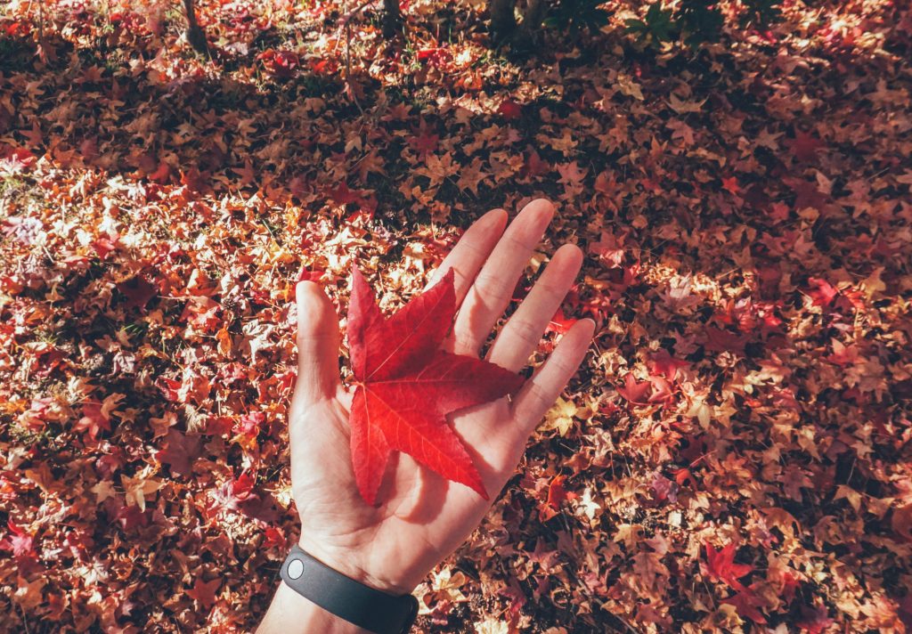 bieu tuong cua canada