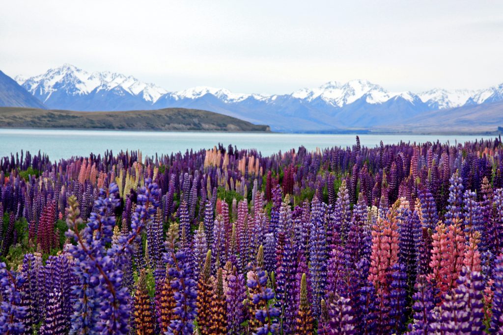 Hồ Tekapo một trong những cảnh đẹp tại New Zealand