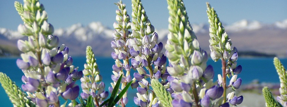 NZ lupin banner